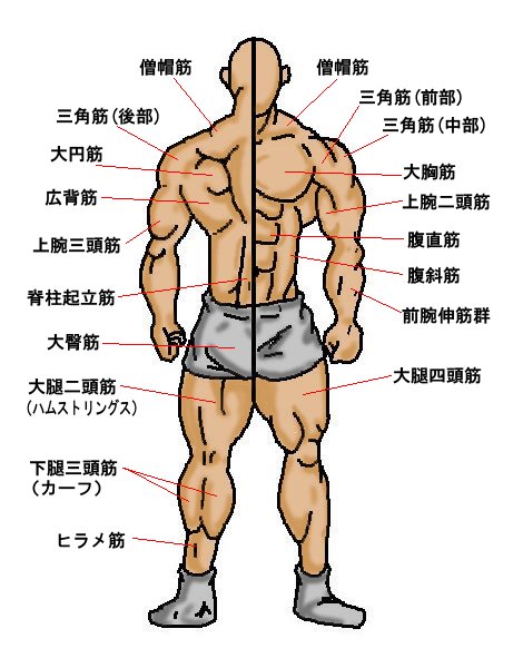 筋肉図
